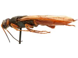   Sirex behrensii  male lateral habitus; photo by H. Goulet, CNC 
